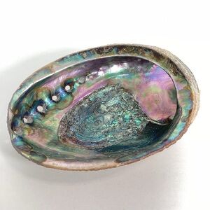 Green Abalone Sea Shell One Side Polished Natural Beach Craft 5.5" X 4.25"